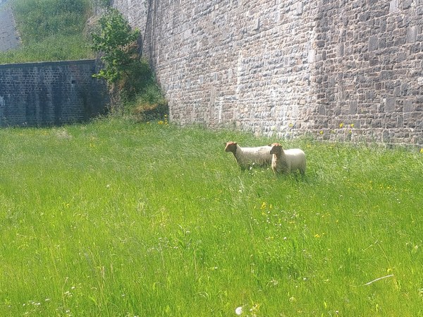 Moutons 2025